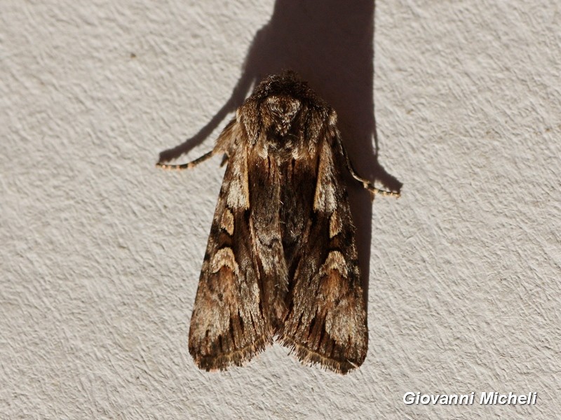 Noctuidae da ID - Chloantha hyperici